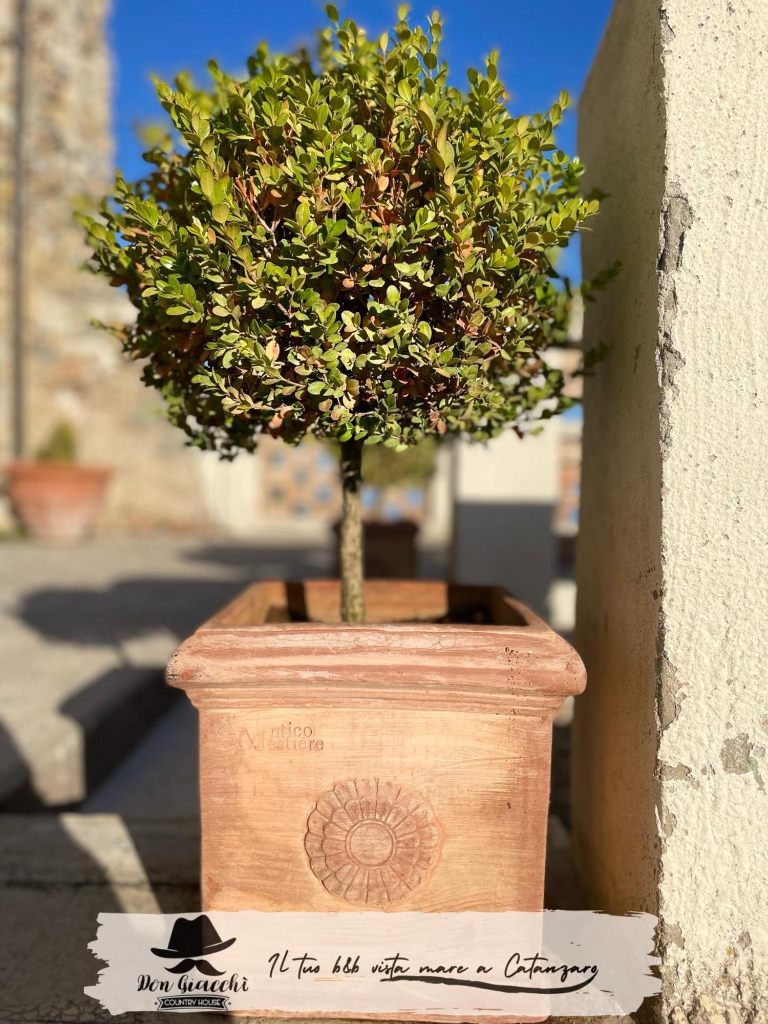 Don Giacchi Country House カタンザーロ エクステリア 写真